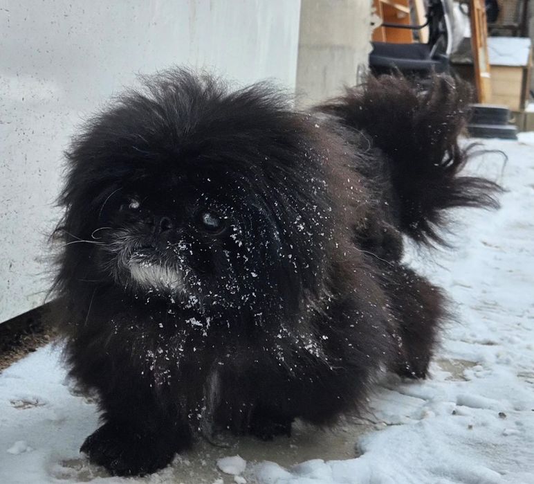 Пекинес Краш срочно ищет семью! Читайте текст!