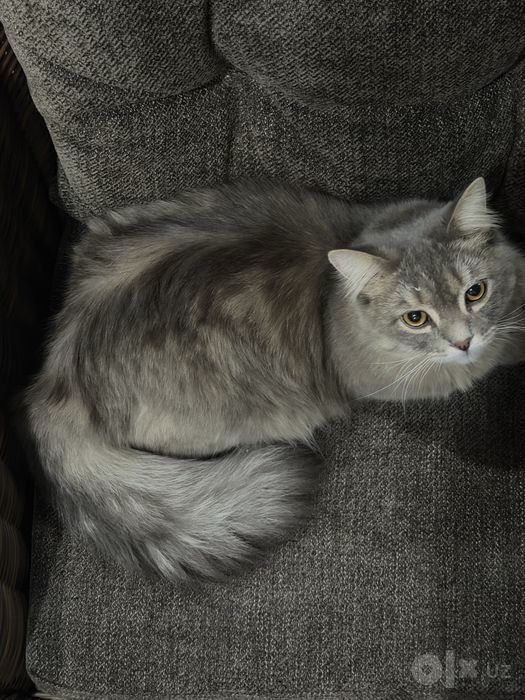 Длинношерстная    Шиншилла