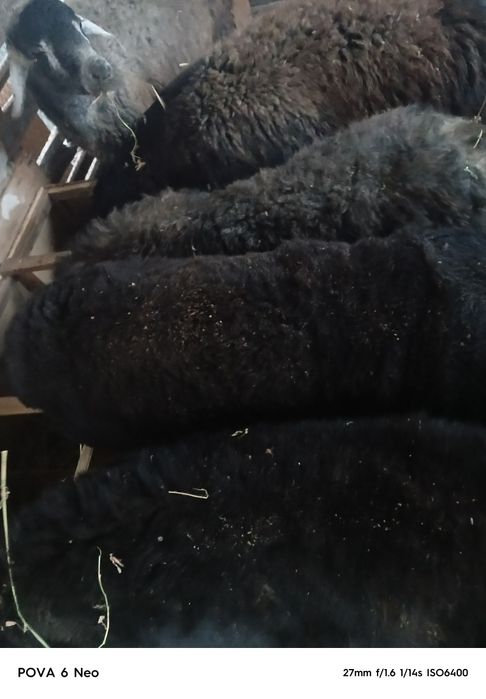 Кошкаров  продам