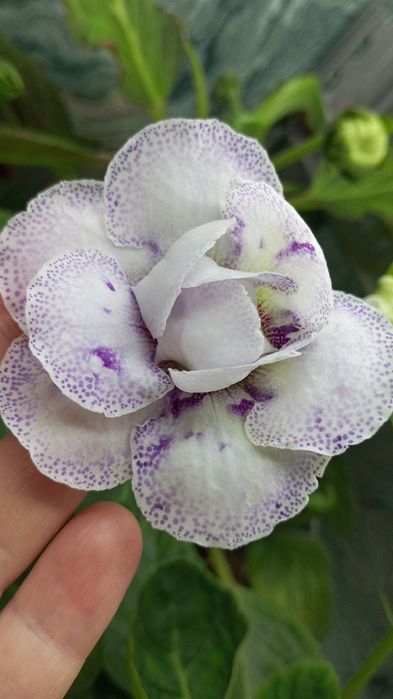 Сортовая махровая глоксиния