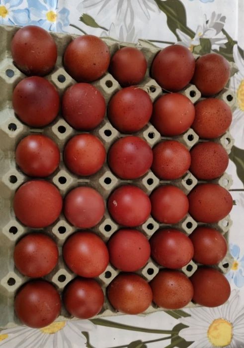 Ouă Marans negru/albastru arămiu