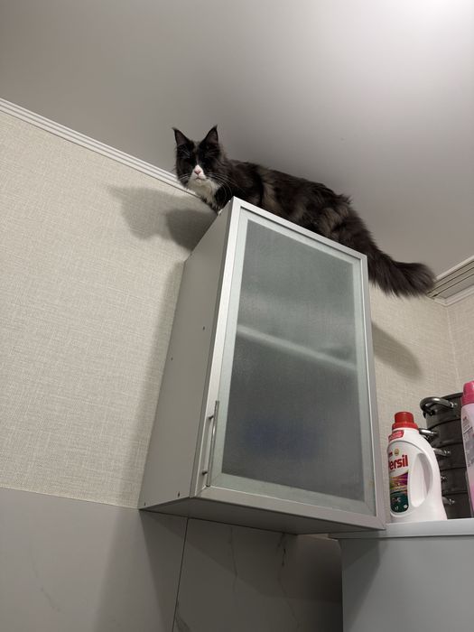 Продам кота мейнкуна