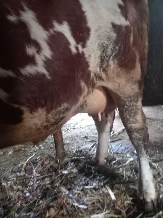 Vand vaca tanara gestanta în noua luni.