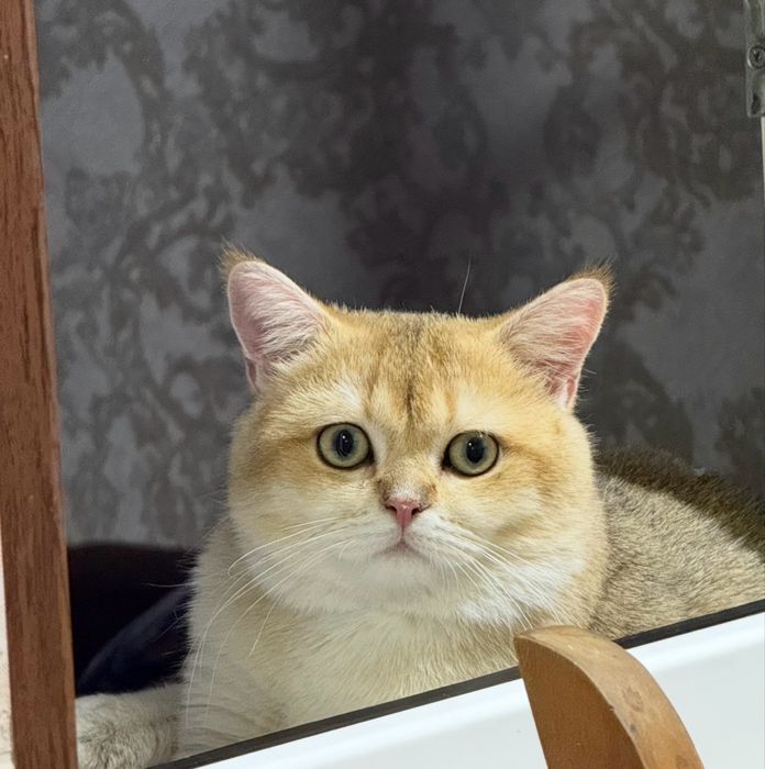 Золотой Британец