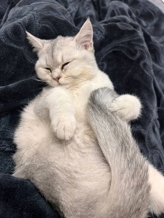 Skotish strayt serebristiy shinshila