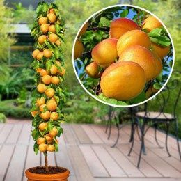 Pomi Fructiferi Columnari (Cais )