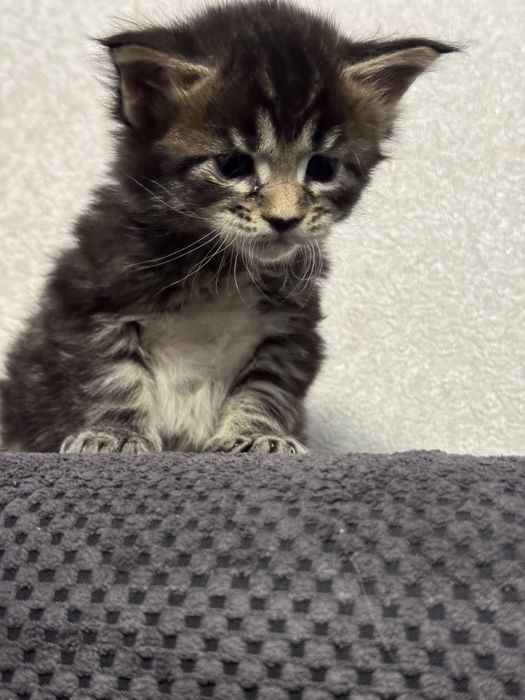 Котята Мейн-кун.