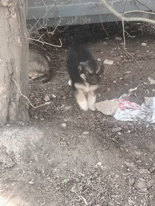 Отдам щенков в кыргауылды