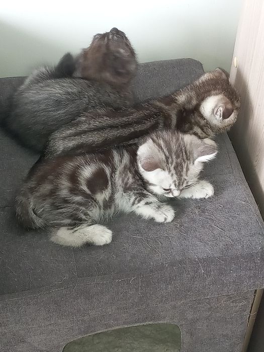 Продам котят скоттиш страйт и скоттиш фолд.
