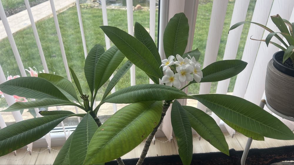 Плумерия/ Plumeria tree