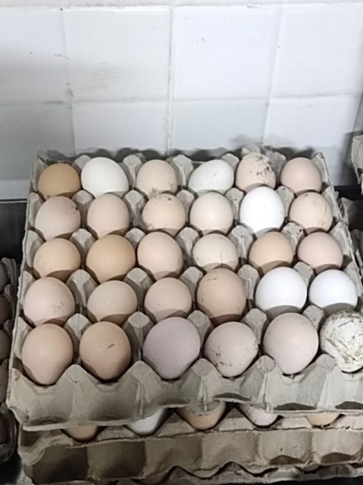 Oua de găină de vanzare
