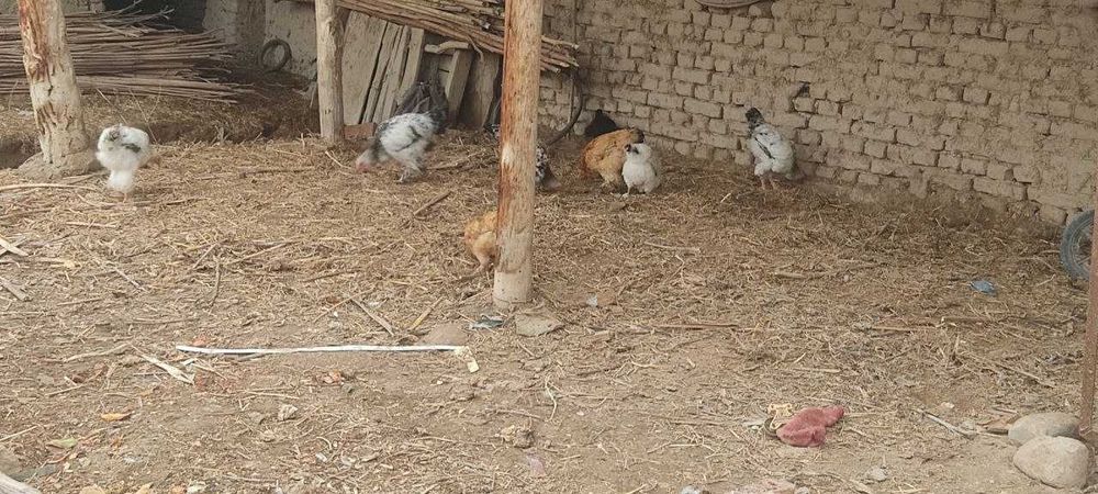 Инкубатор 60 тухумлик сотилади