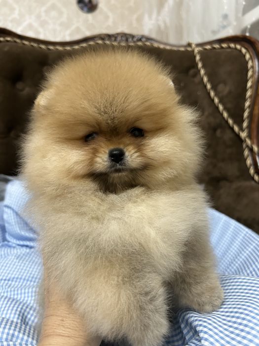 Шпиц померанский