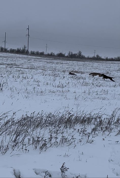 Тазы! Екі қаншық тазы сатылады