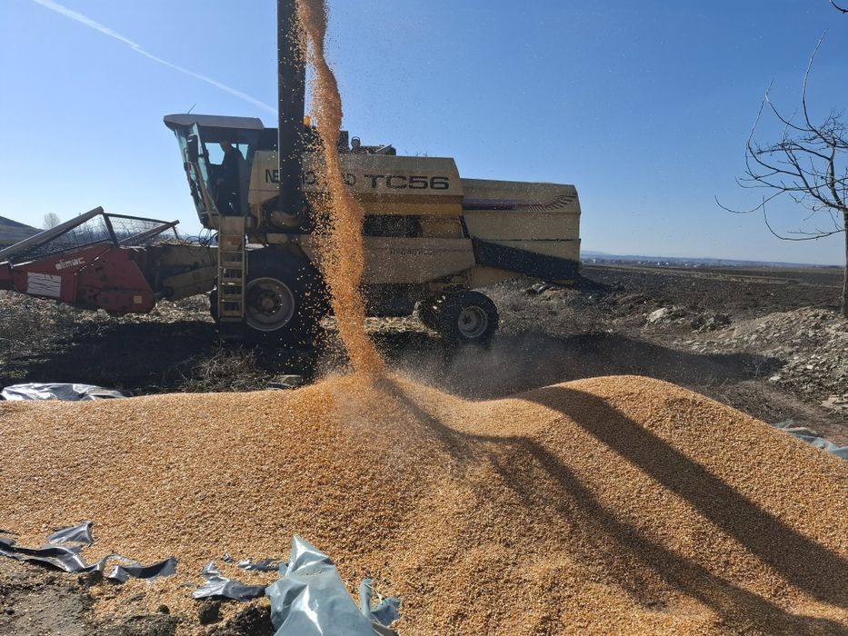 Vând porub boabe uscate. 1 leu kg