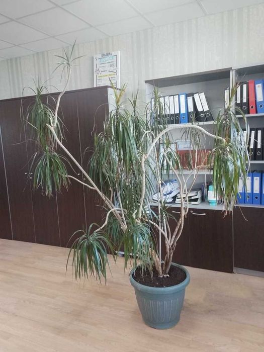 Комнатное дерево
