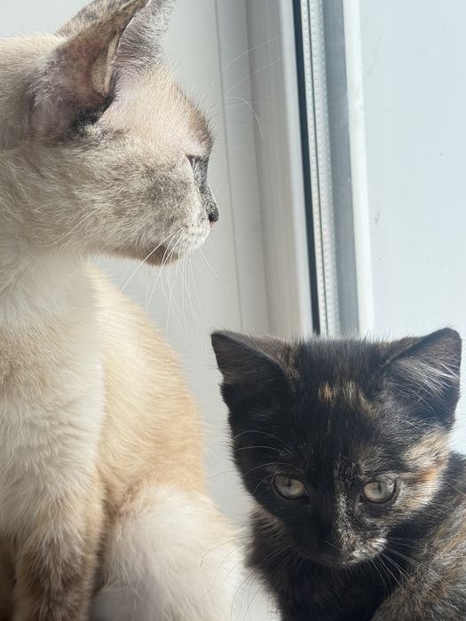 Отдадим кошку с котенком