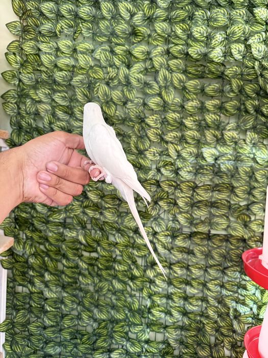 Ручной гаварящый попугай ожрелла