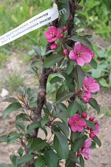 Колоновидные плодовые деревья