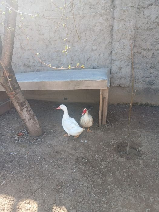 Индоутка самец продам за 8тысяче  тенге