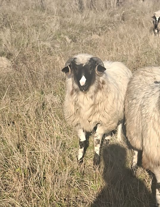 Vând miel din oi foarte bune de lapte , se pot vedea părinți mielului.