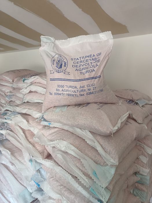 Sămânță Porumb Certificat sac 10 kg  ( 33.000 boabe )