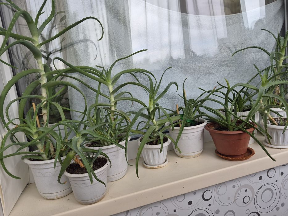 Продам домашние растения