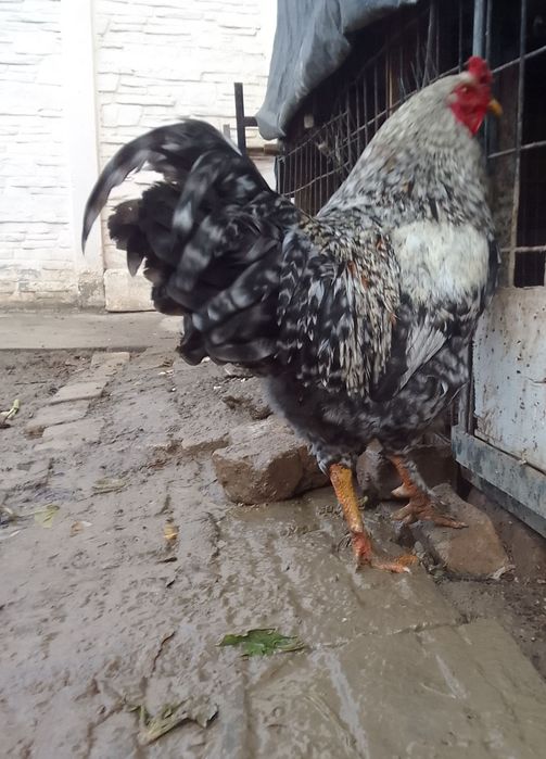 Продам срочно петухи./ 9 месяцев