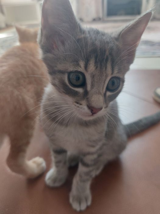 Отдам котенка в добрые руки
