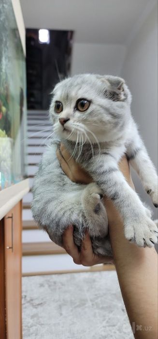 Мушук боласи зотли. Киз бола фолд.