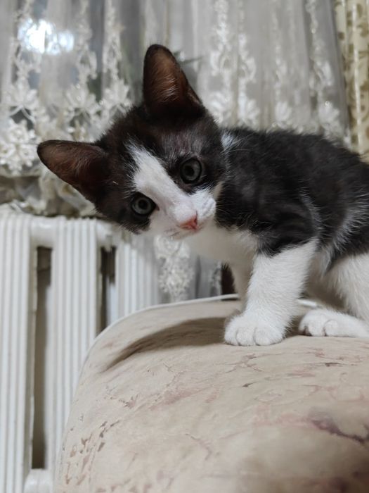 Котенок бесплатно