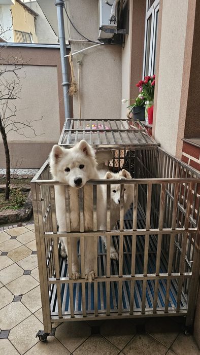 Срочно Продам пара Самоеда. Готовый бизнес. Медленный доход