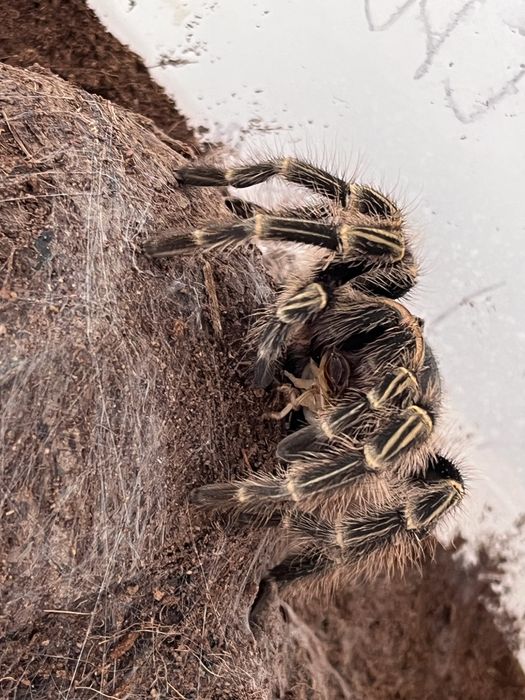 Паук птицеед grammostola pulchripes
