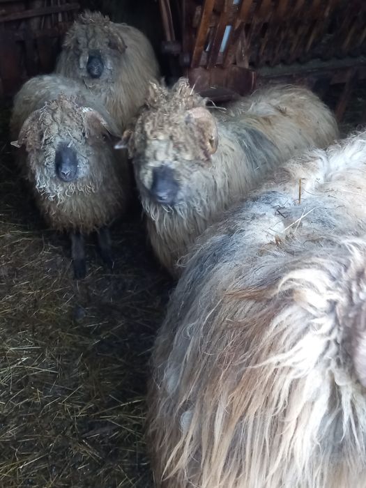 De vânzare oaie tigaie pentru sacrificat,și un berbecuț turcan.