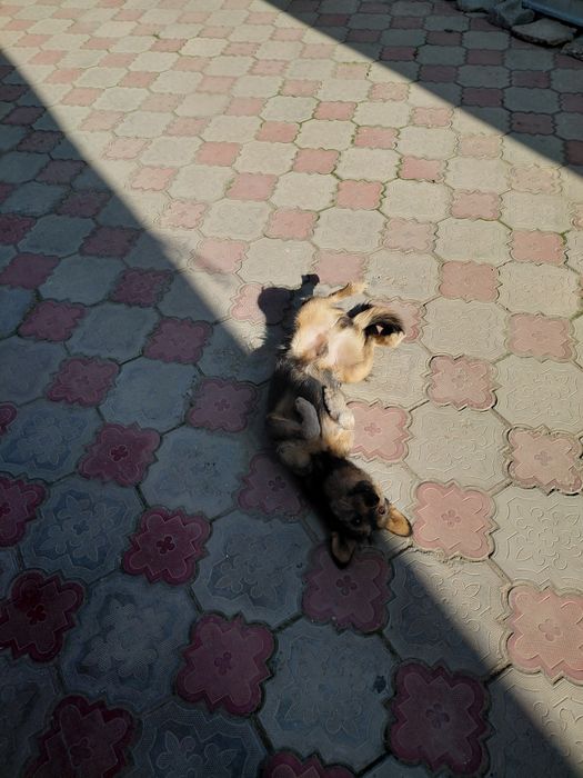 Күшік шенок еркек