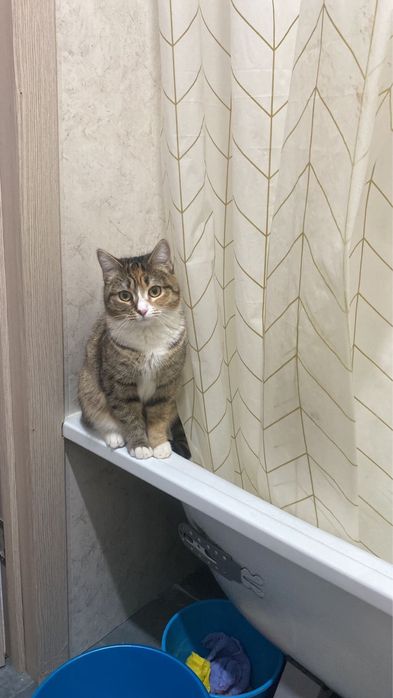 Кошка, домашняя кошка.
