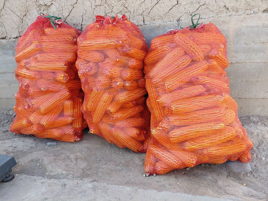 Кукуруза початках