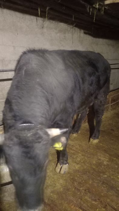 Продам быка откормленого