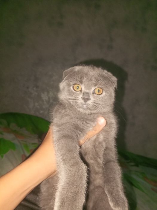 Mitigina mushukcha