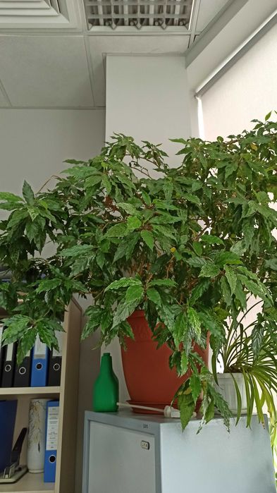 Гибискус Купера, комнатное растение