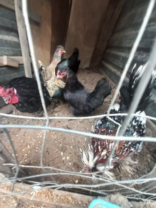 Япон товуклар ва хурозлар сотилади.