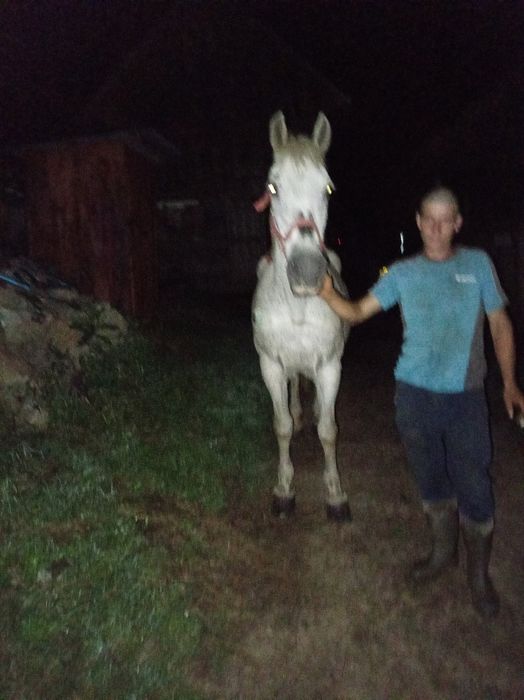 Vând iapa de 10 ani