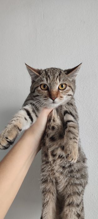 Котята ходят в лоток