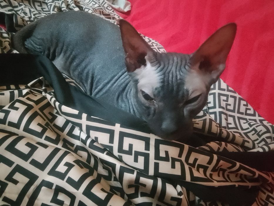 Продаю за 20000 ДОНСКОЙ СФИНКС