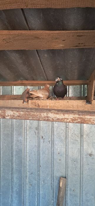 Porumbei de vânzare