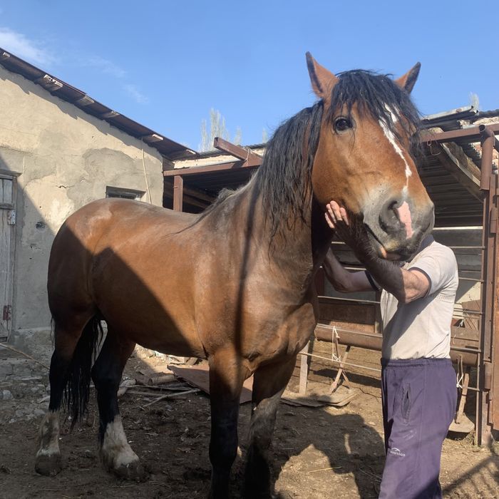 Айғыр сатылады жылкы ат конь