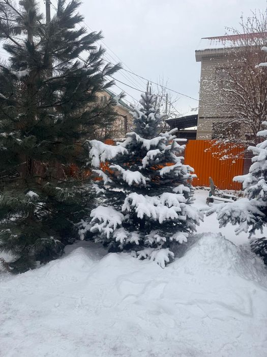 Продам сосну и ели.