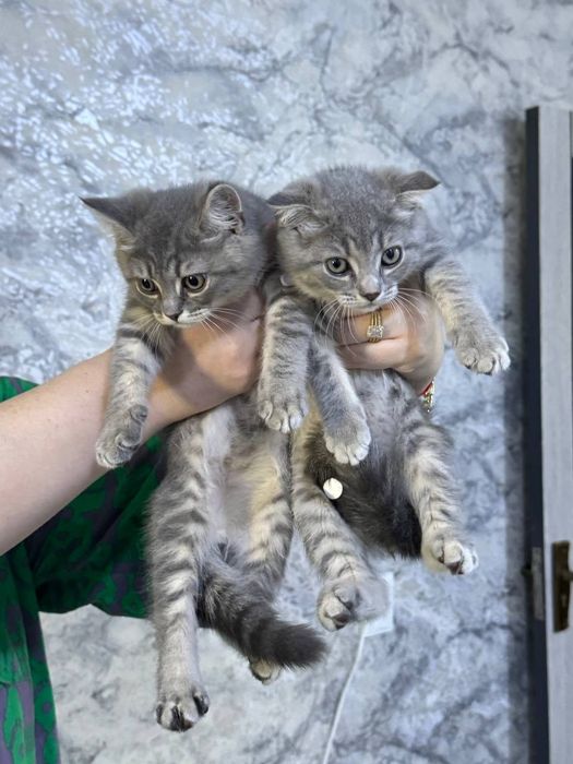 Котята веслаухие