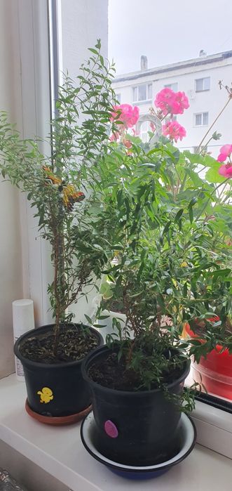 Mirtă Plante de apartament