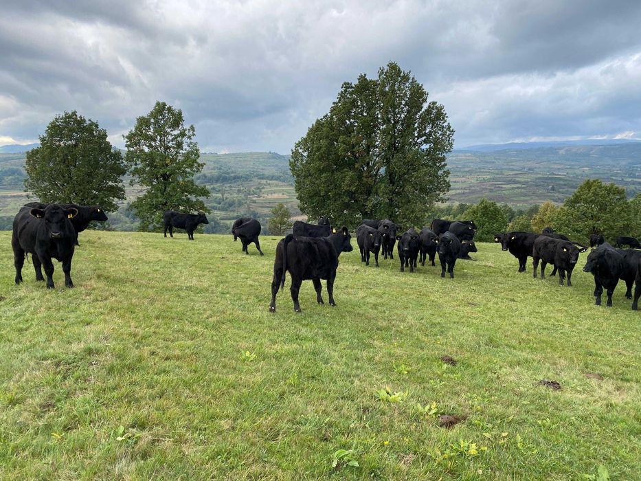 Gestante Angus cu Pedigree!